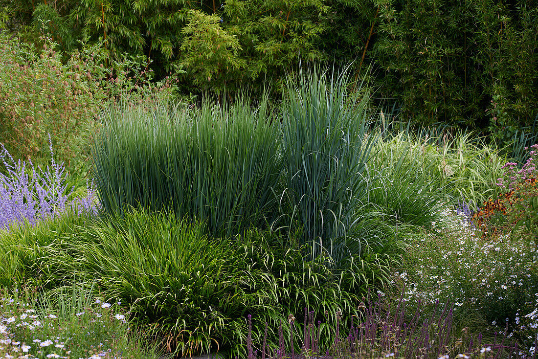 Panicum virgatum Northwind