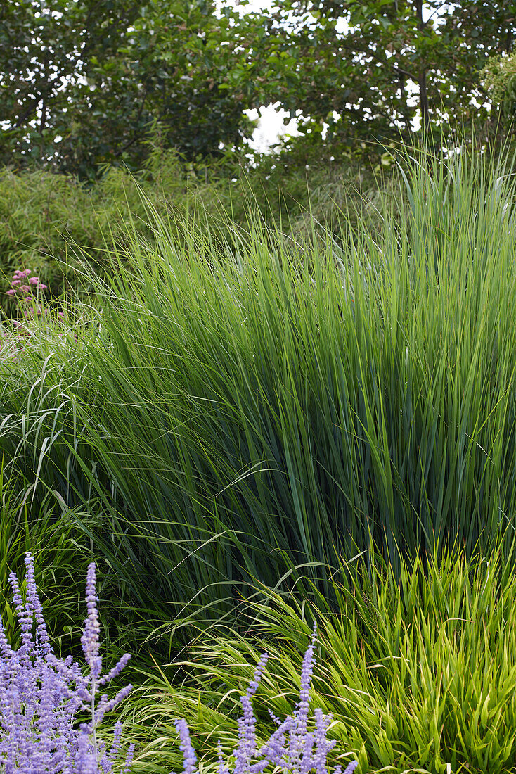 Panicum virgatum Northwind