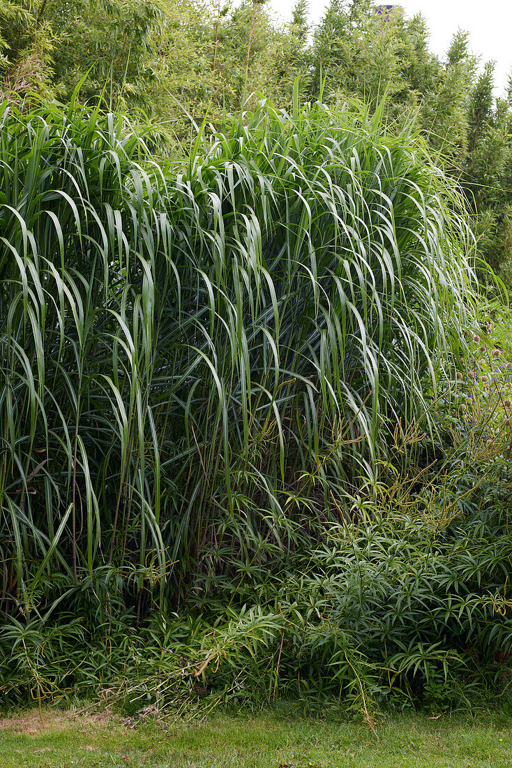 Riesenchinaschilf (Miscanthus x giganteus)