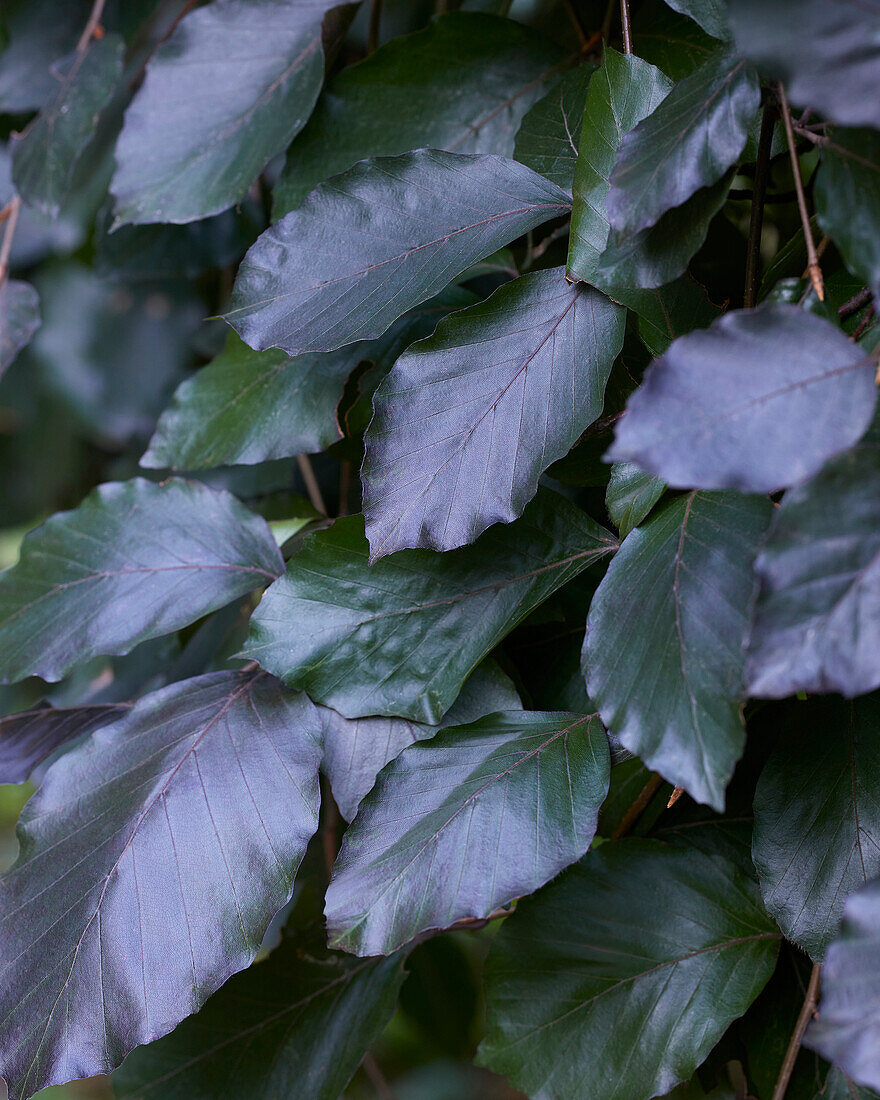 Rotbuche (Fagus sylvatica)