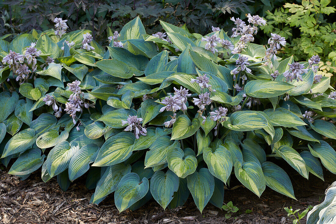 Hosta June