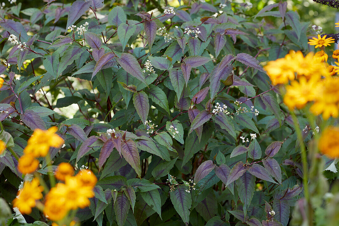 Persicaria microcephala