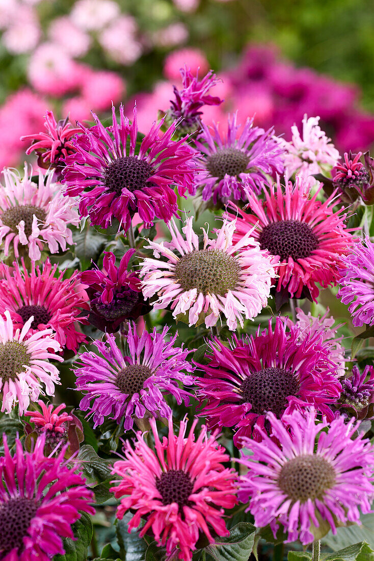 Indianernessel (Monarda didyma) 'Elegant™ Mix'