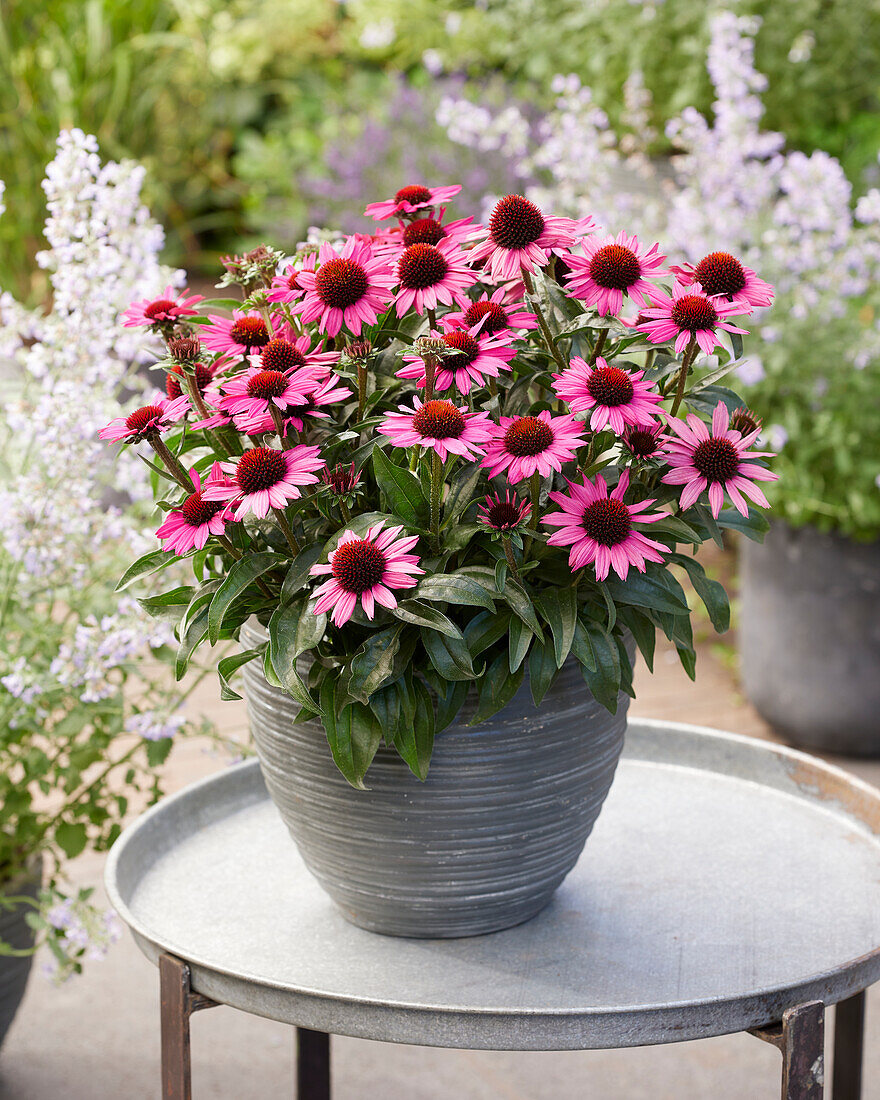 Echinacea purpurea Chunky Purple