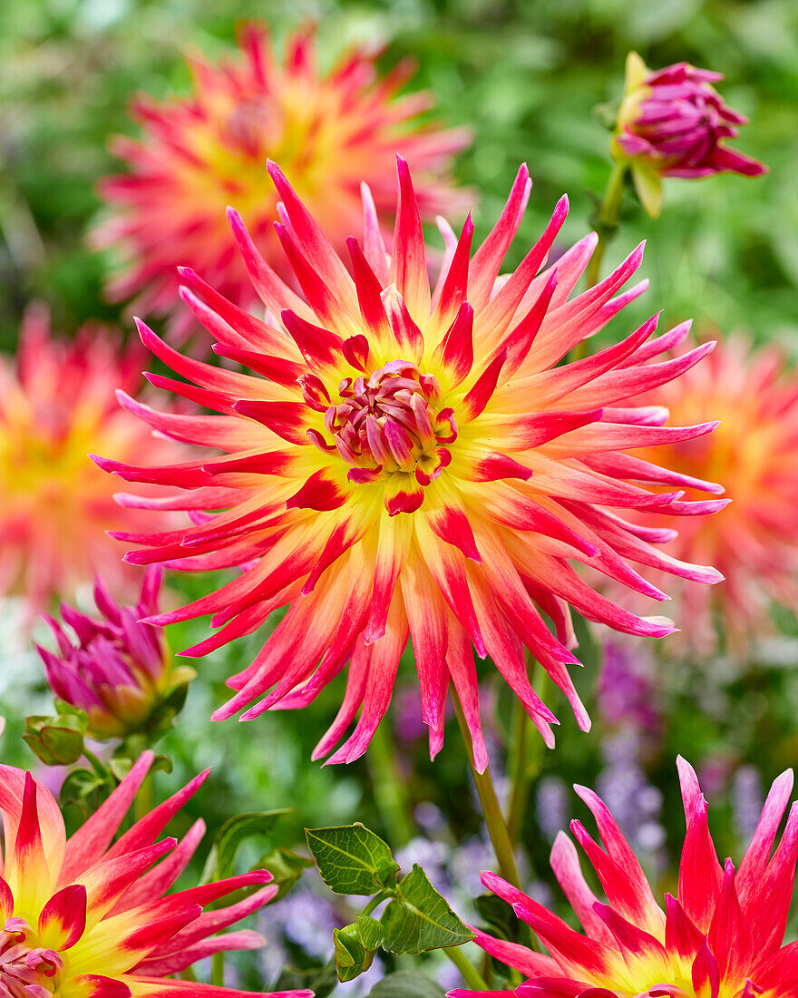 Dahlia Electric Flash