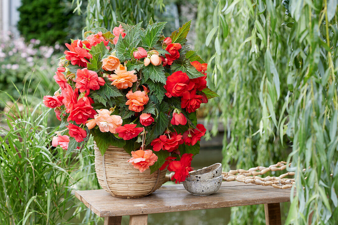 Begonia Cascade Mix red, pink and salmon