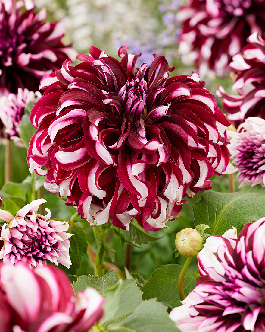 Dahlia Tartan