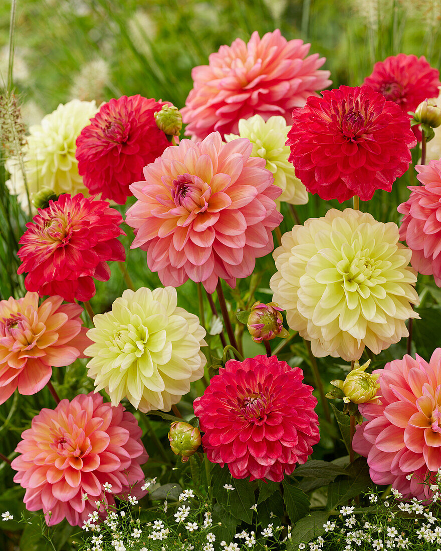 Decorative Dahlia Blend