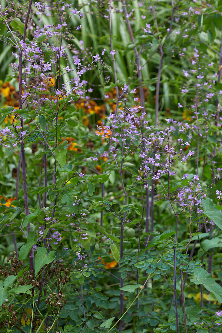 Thalictrum rochebrunianum