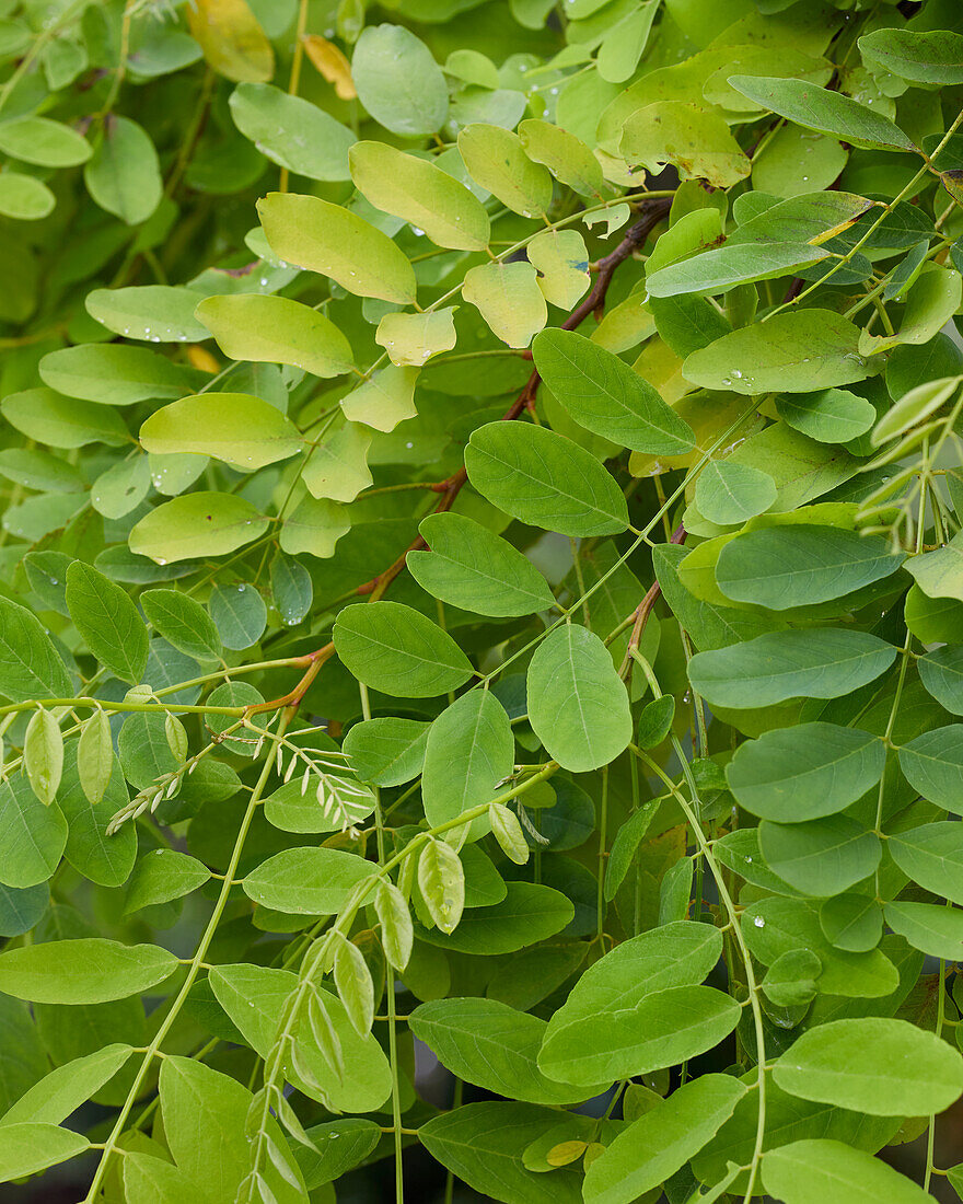 Robinia pseudoacacia Frisia