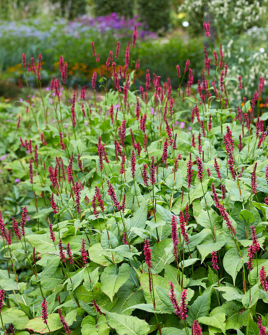 Persicaria amplexicaulis