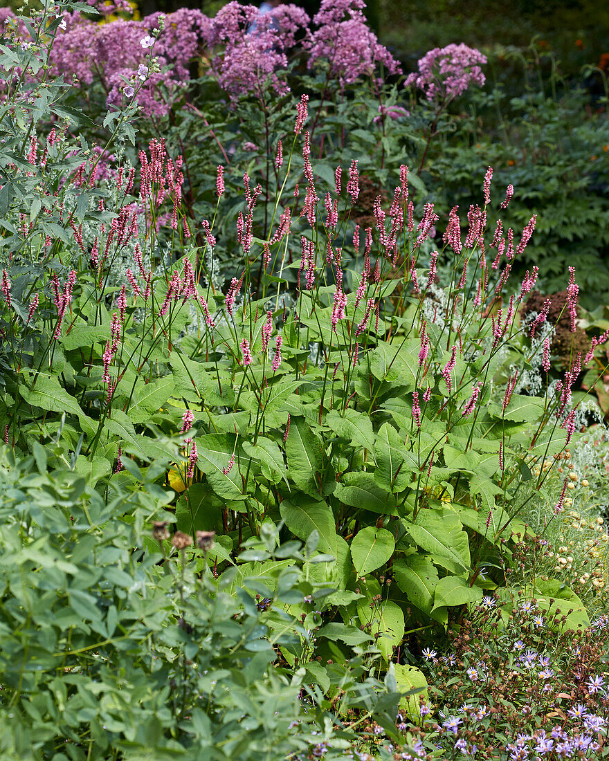 Kerzenknöterich (Persicaria amplexicaulis) 'High Society'