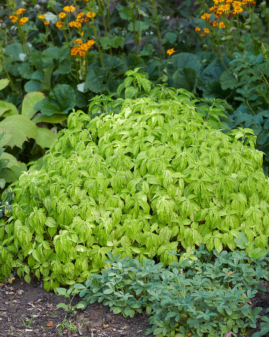 Pilea (Pilea angulata subsp. Petiolaris)