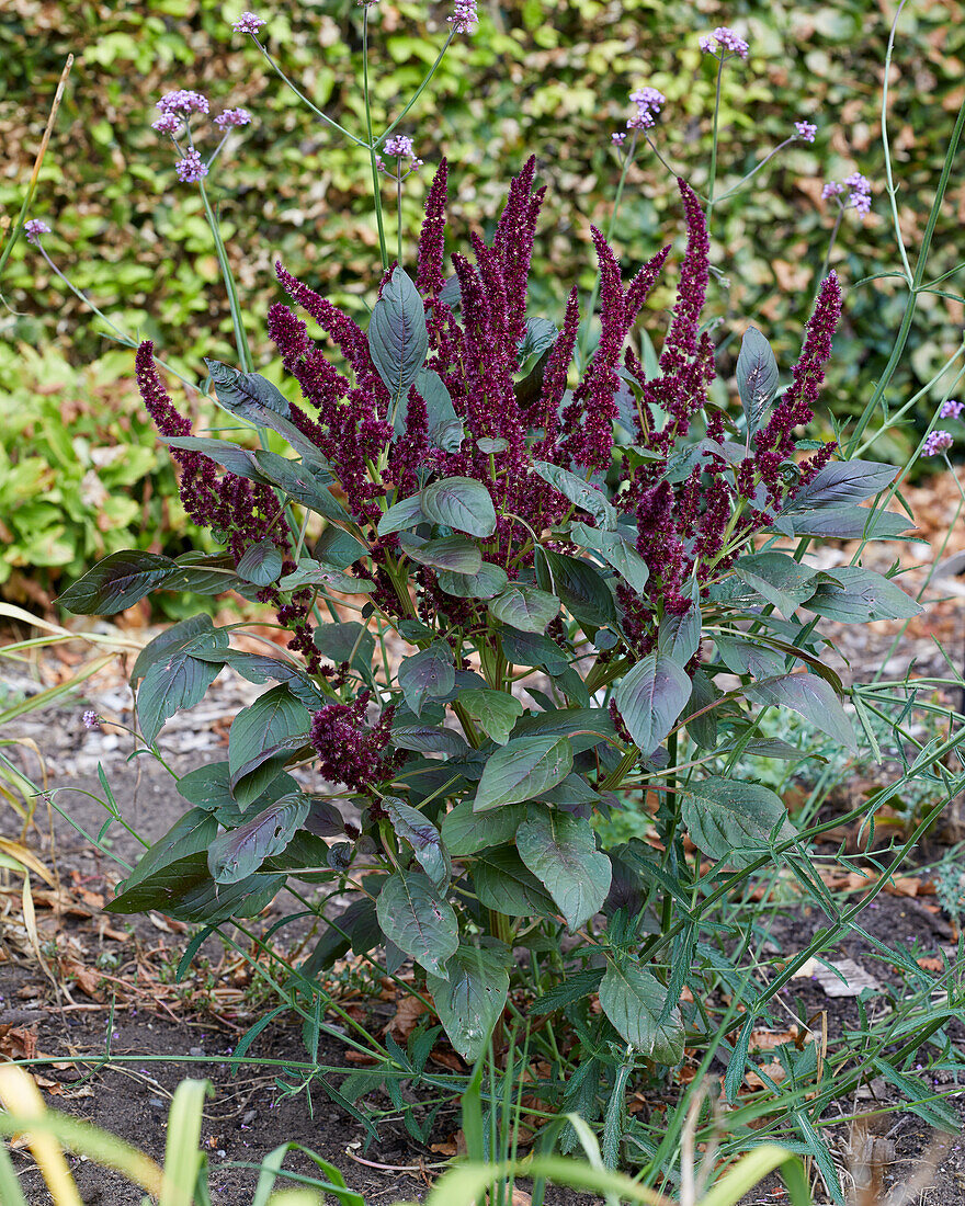 Amaranthus hypochondriacus