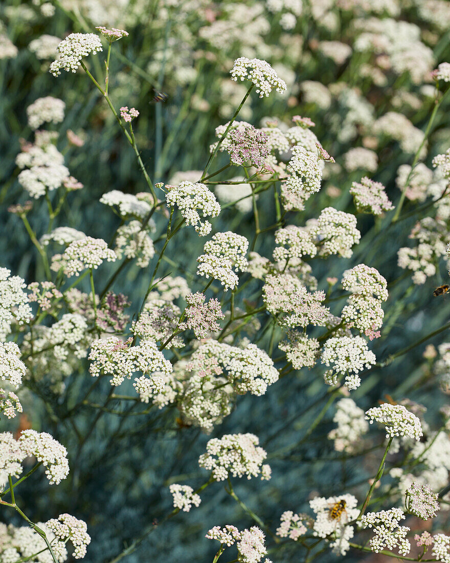 Bergfenchel (Seseli montanum)