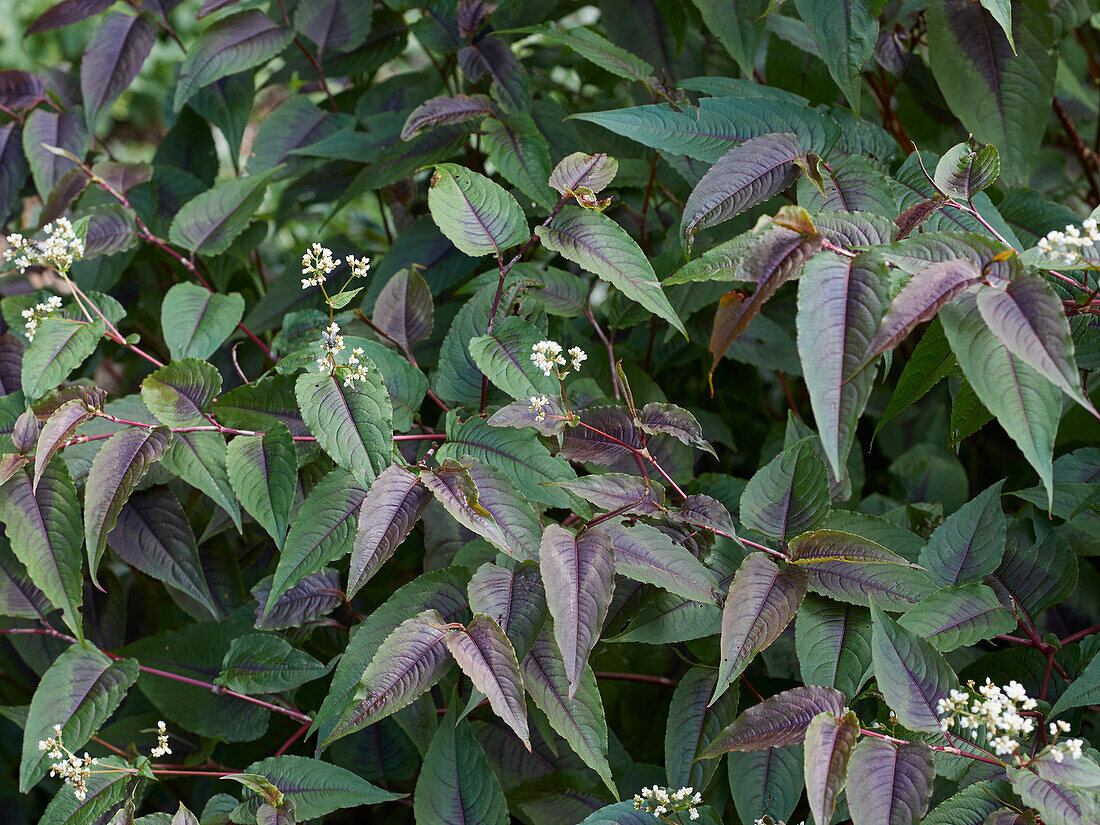 Persicaria microcephala