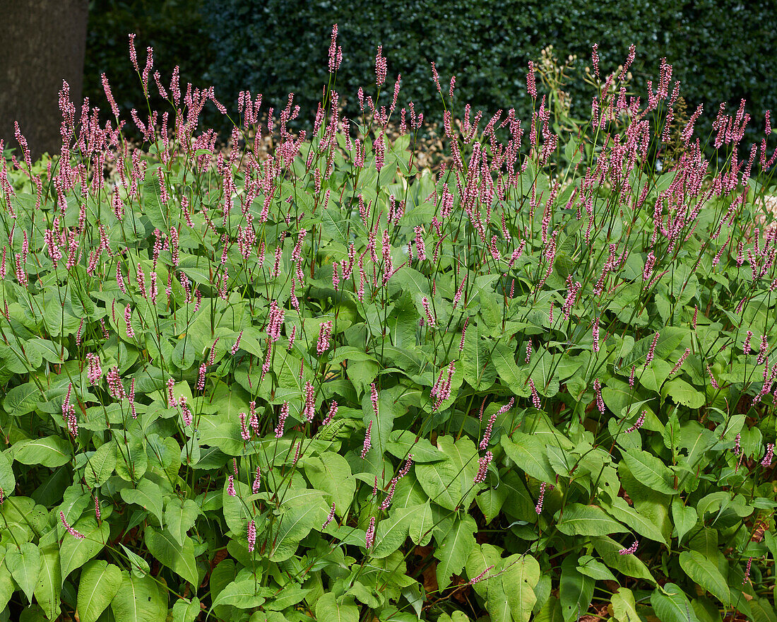 Persicaria amplexicaulis