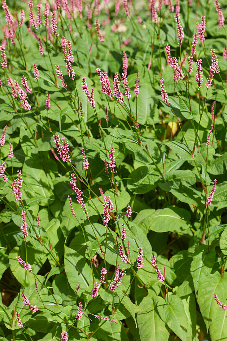 Persicaria amplexicaulis