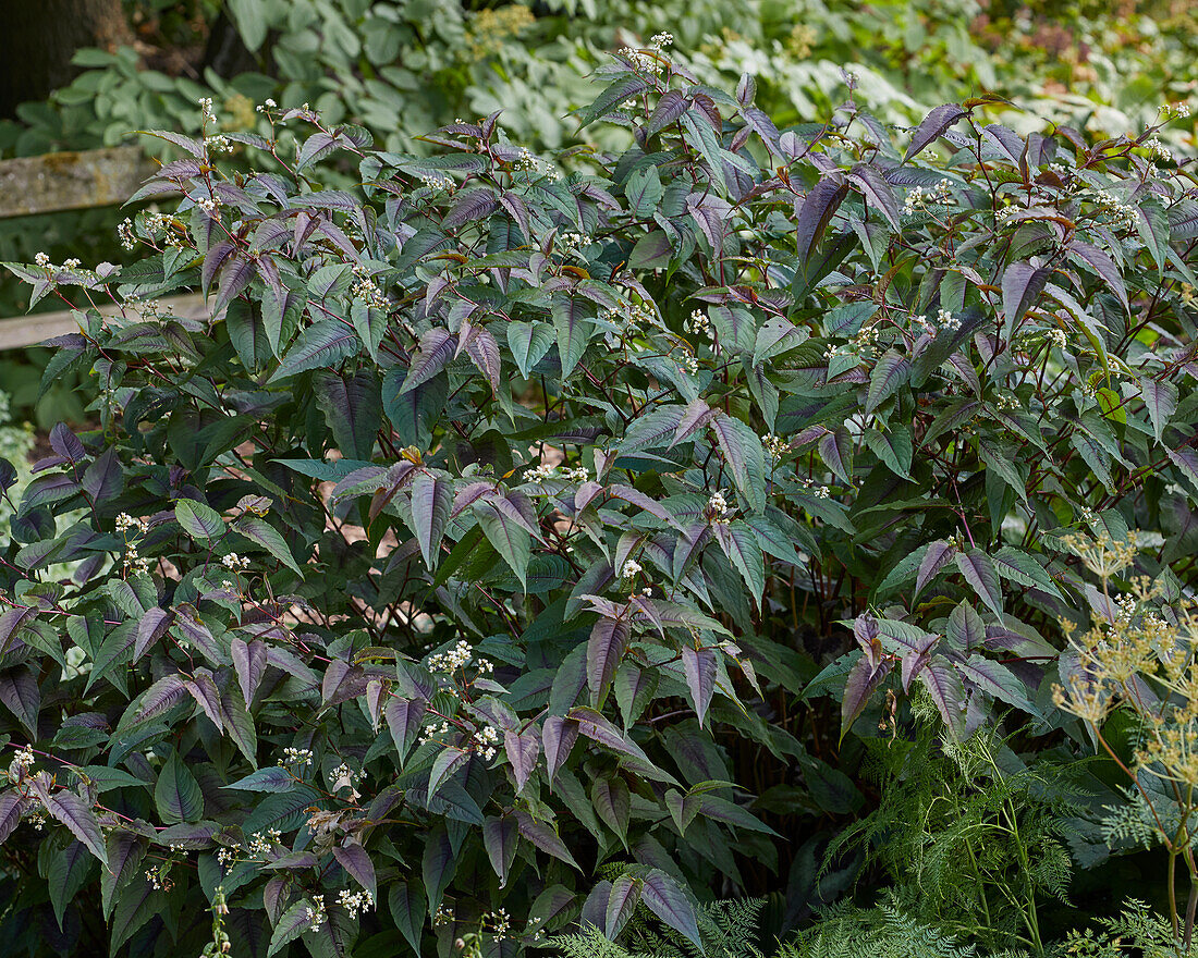 Persicaria microcephala