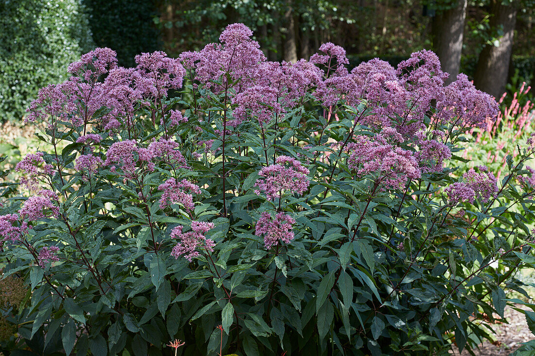 Eupatorium maculatum Phantom