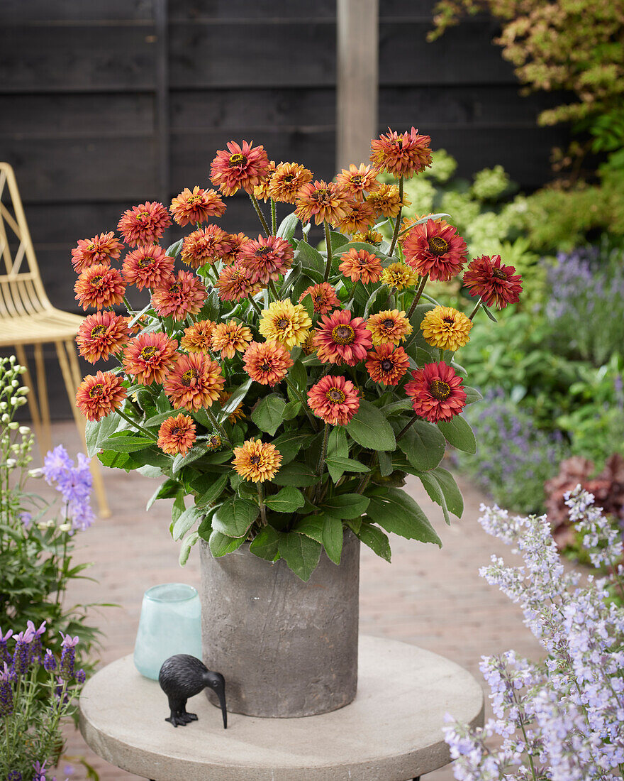 Rudbeckia Enchanted Romance