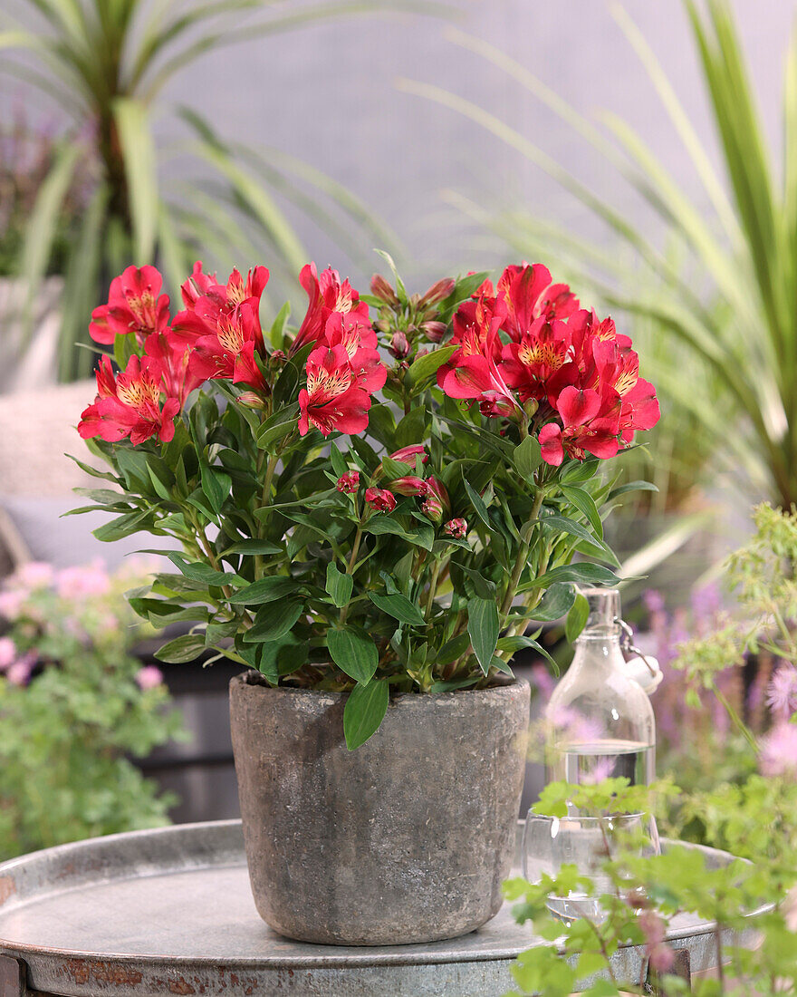 Alstroemeria Gaspard