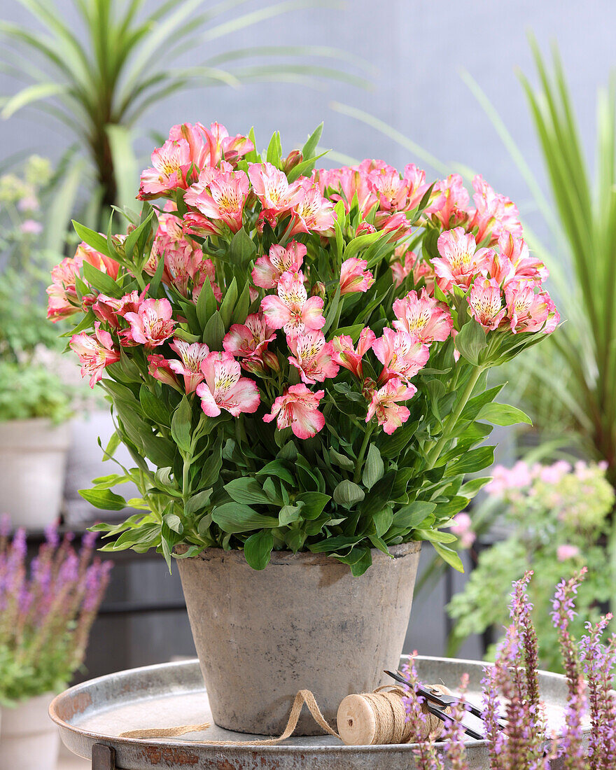 Alstroemeria 112254