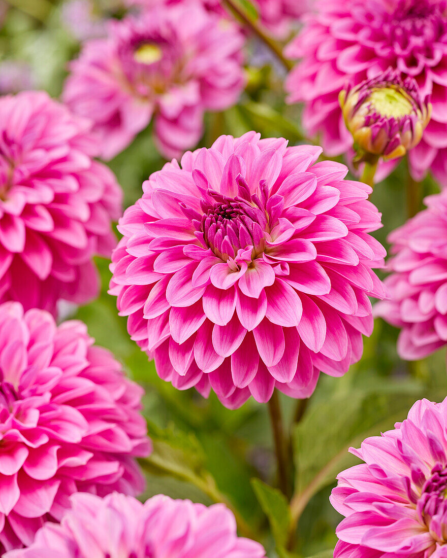 Dahlia Go Go Pink