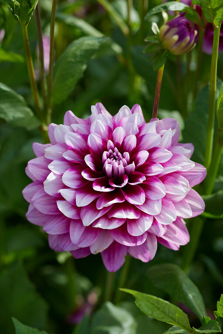 Dahlie (Dahlia) 'Patches'