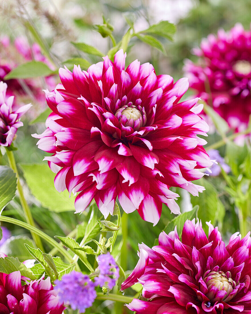 Dahlia Verdi