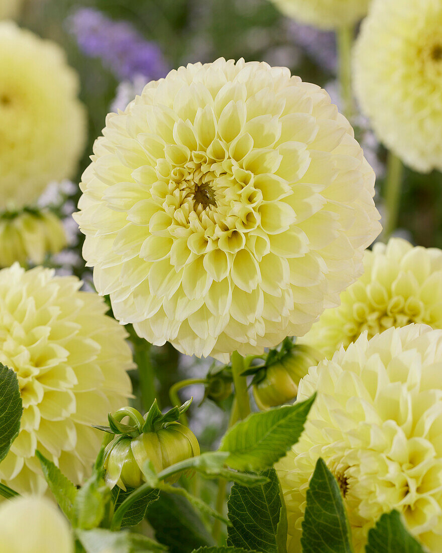 Dahlia M.L. Yellow