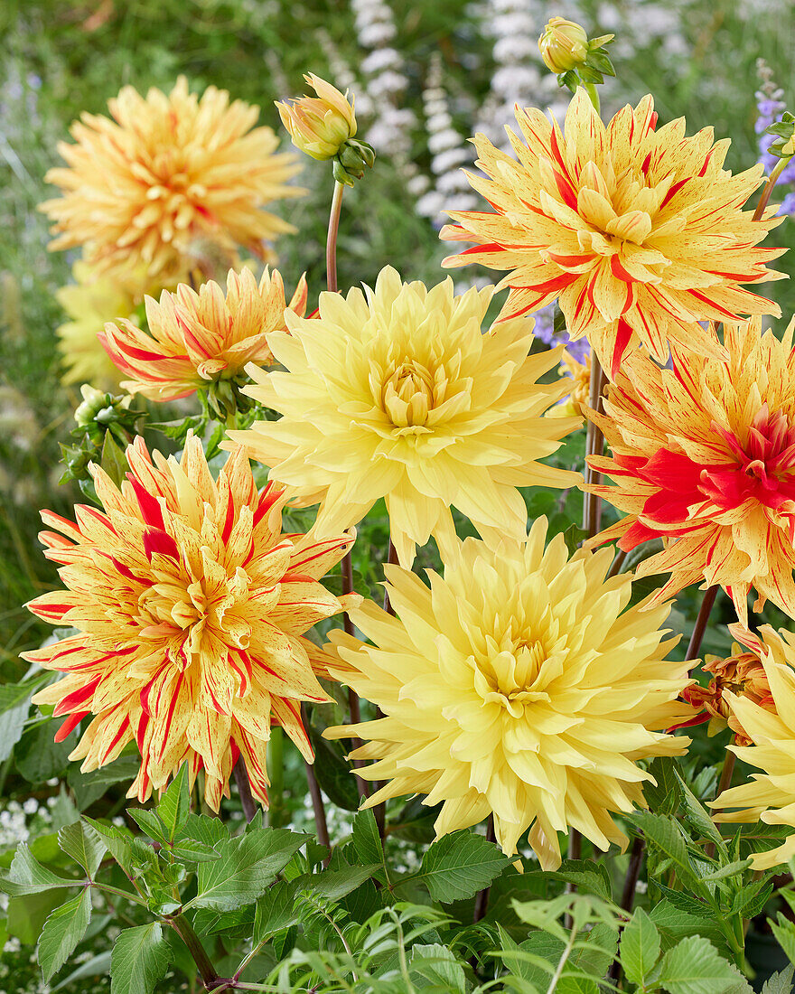 Dahlia Gelber Vulcan, Striped Vulcan