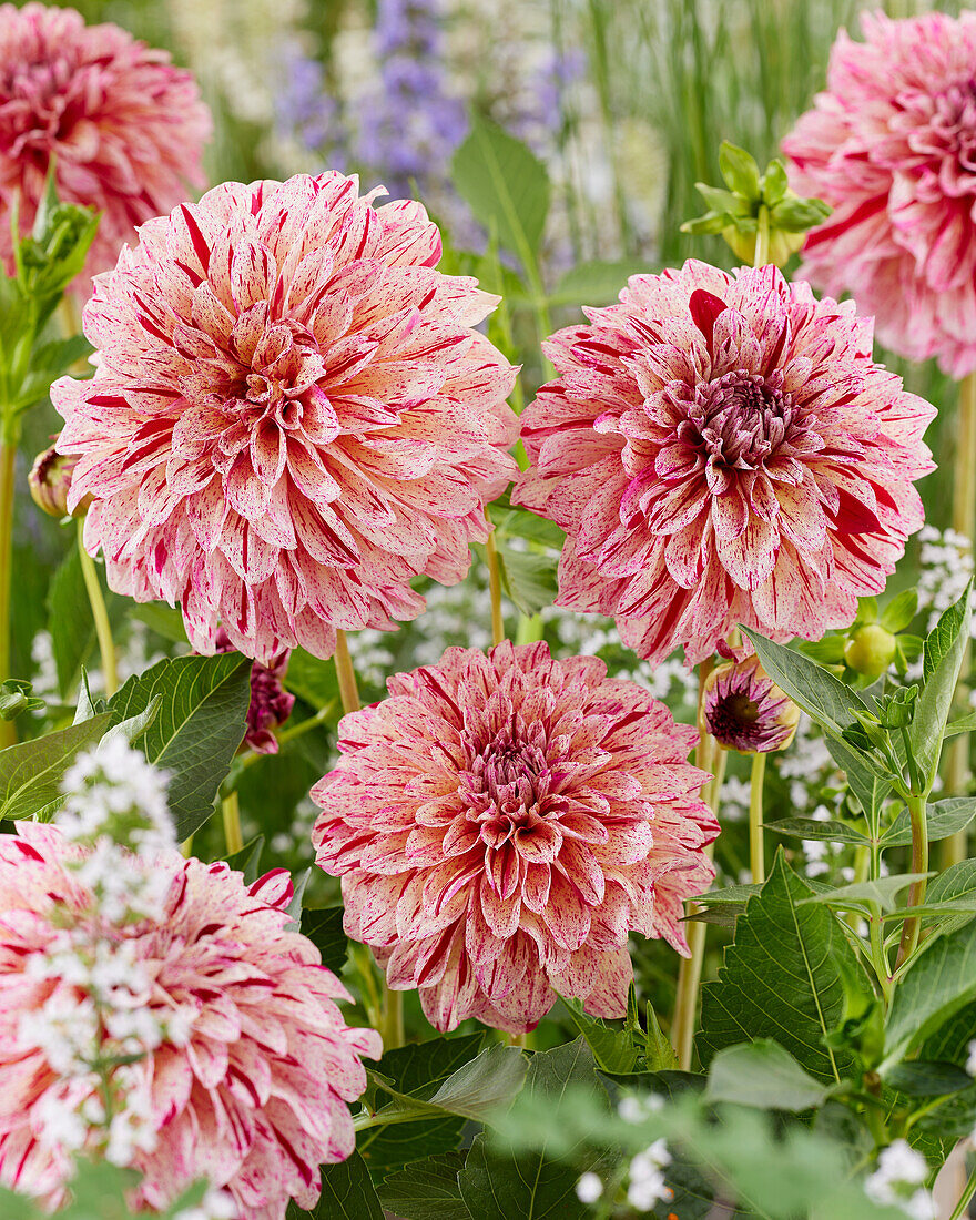 Dahlia Sturm 7981