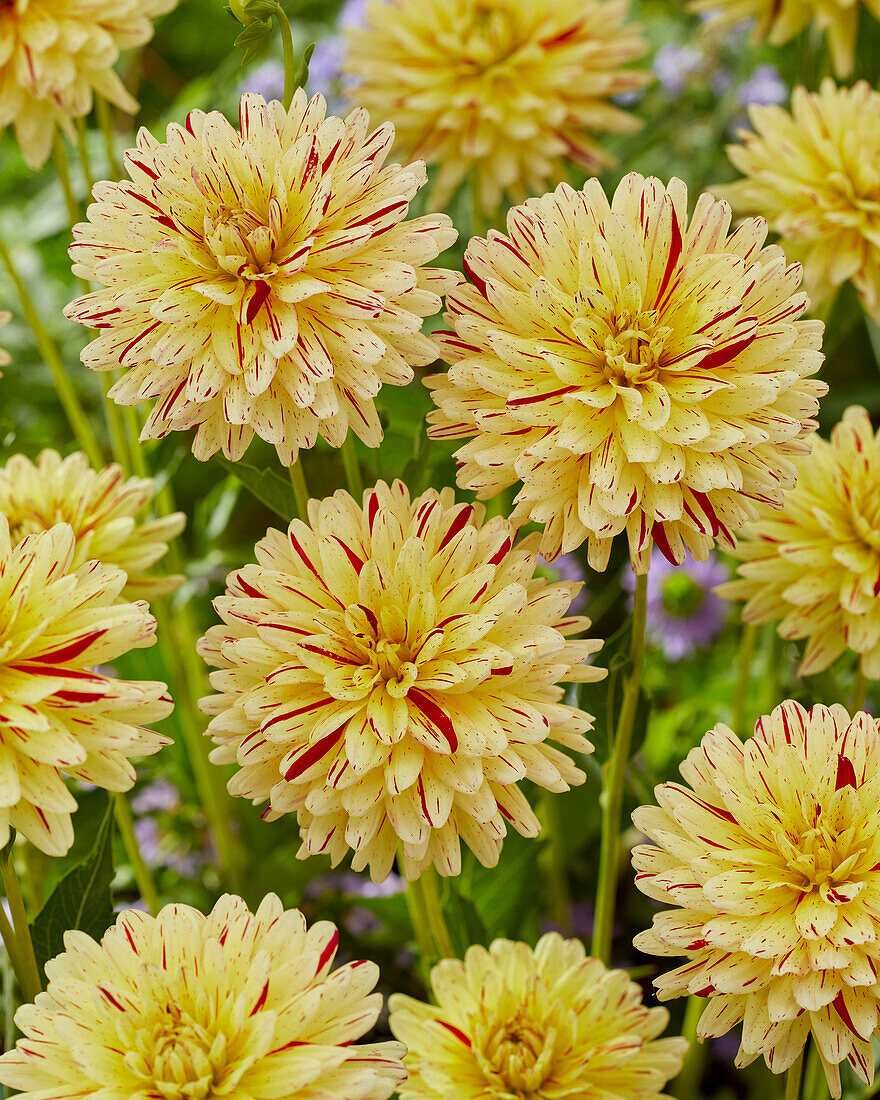 Dahlia Creme Silence