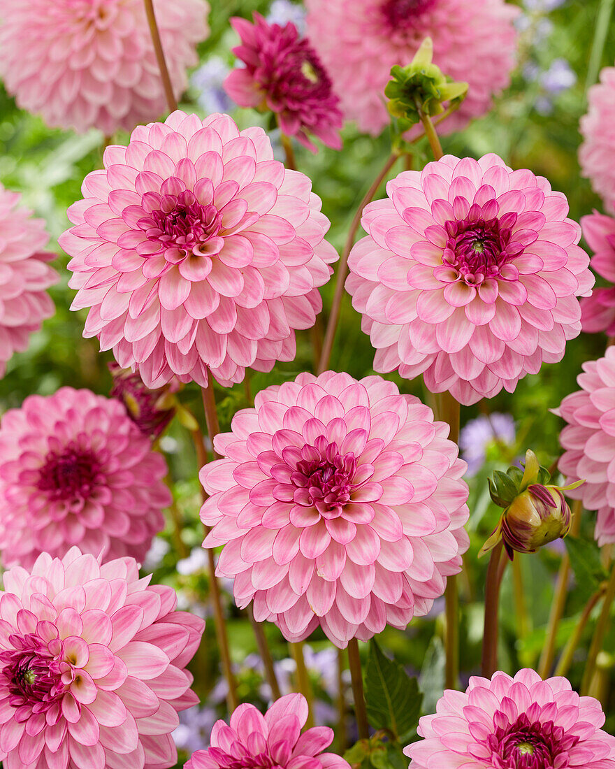 Dahlia Lenny's Dream, Dahlia Lennys Dream