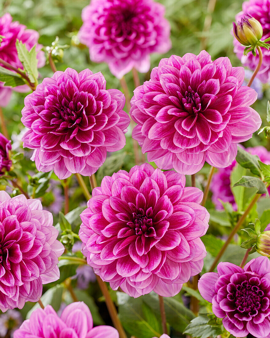 Dahlia Blue Bell