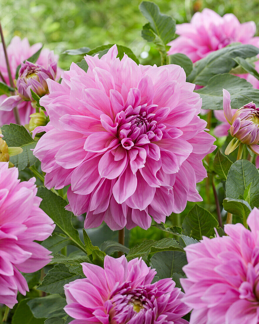 Dahlie (Dahlia) 'Lavender Perfection'