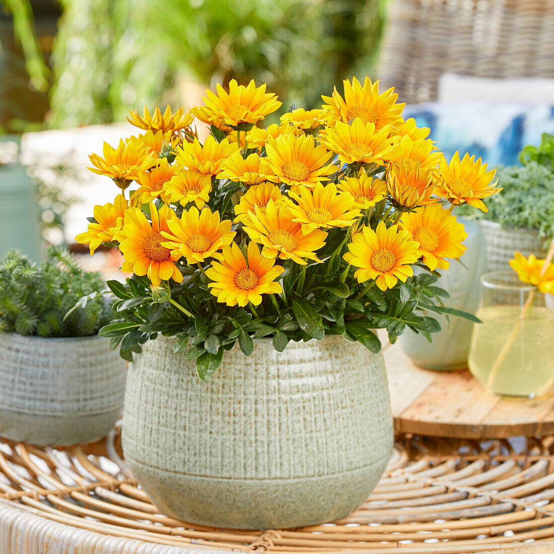 Gazania Suncarpet