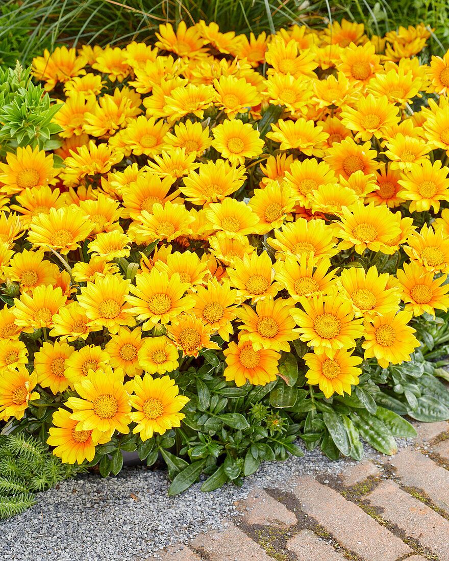 Gazania Suncarpet