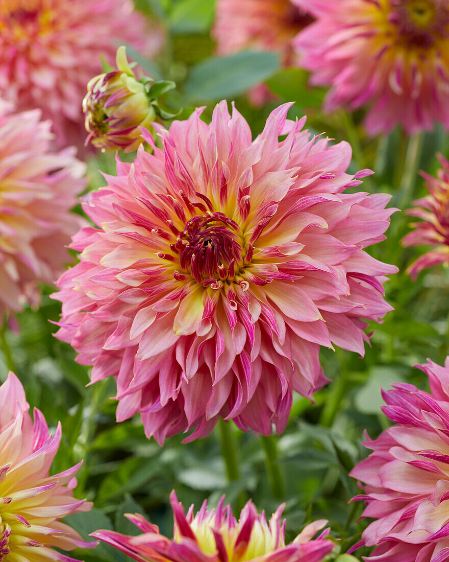 Dahlie (Dahlia) 'RU 73/2373'