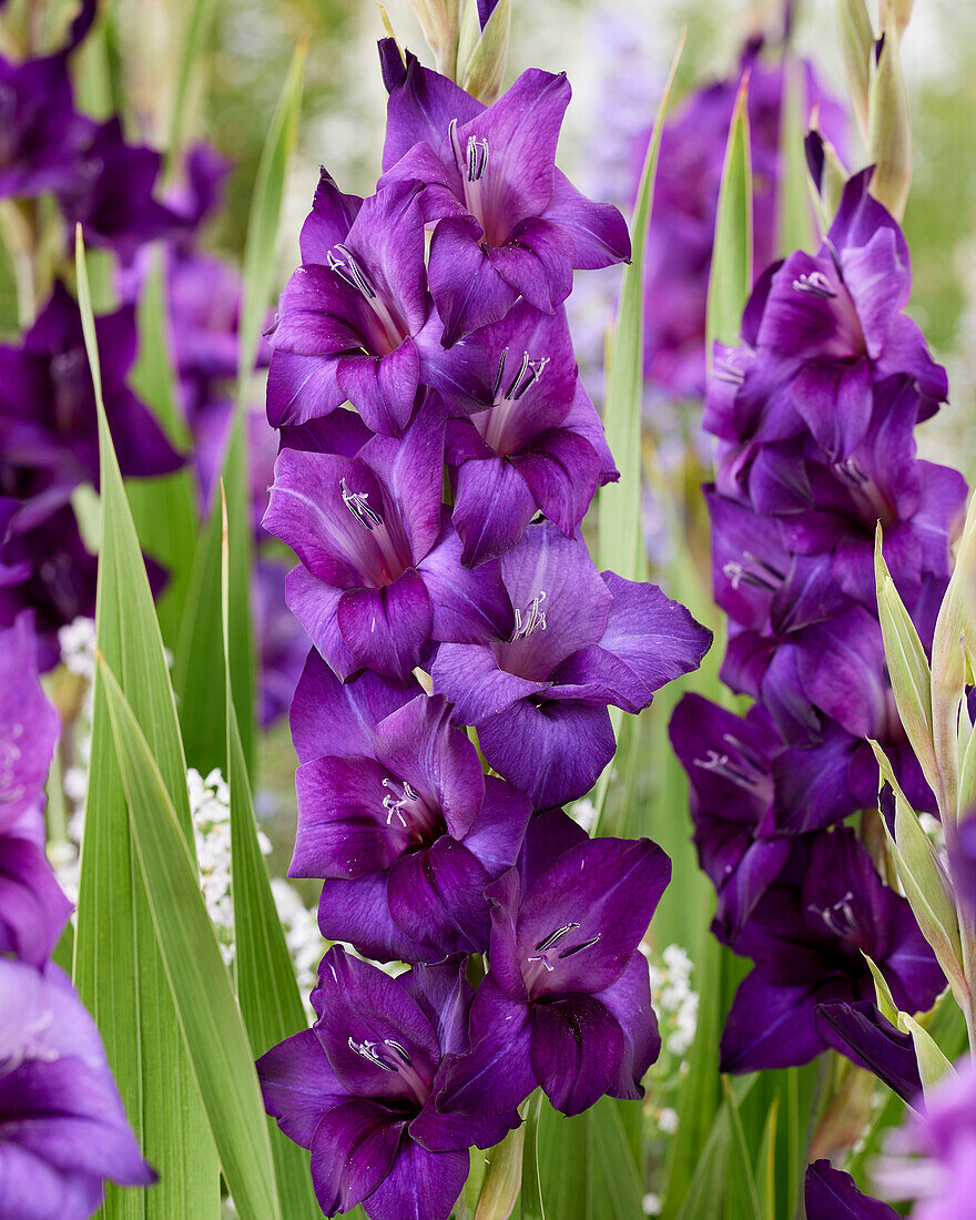 Gladiolus purple