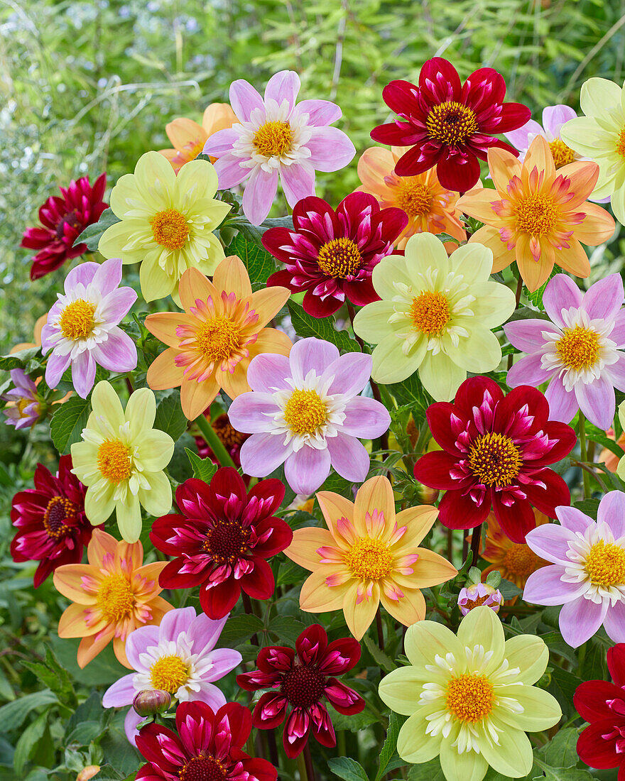 Dahlia collarette mix