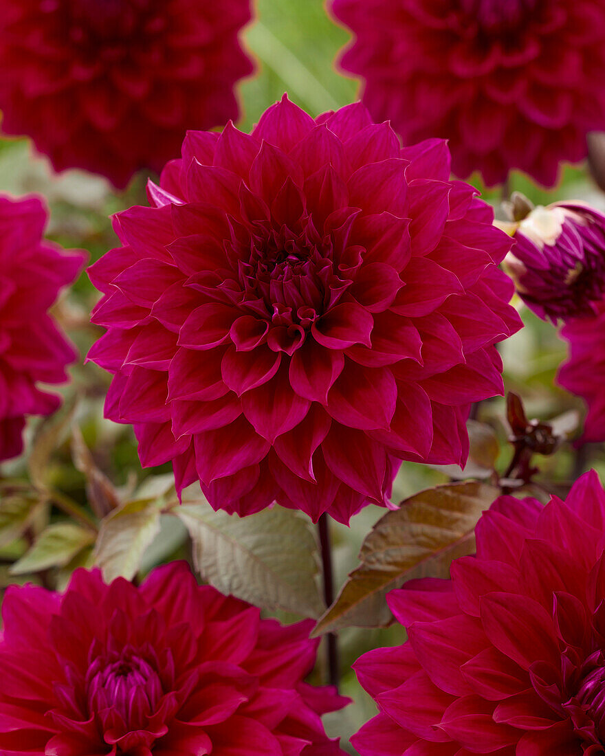 Dahlia Engelhardts Matador