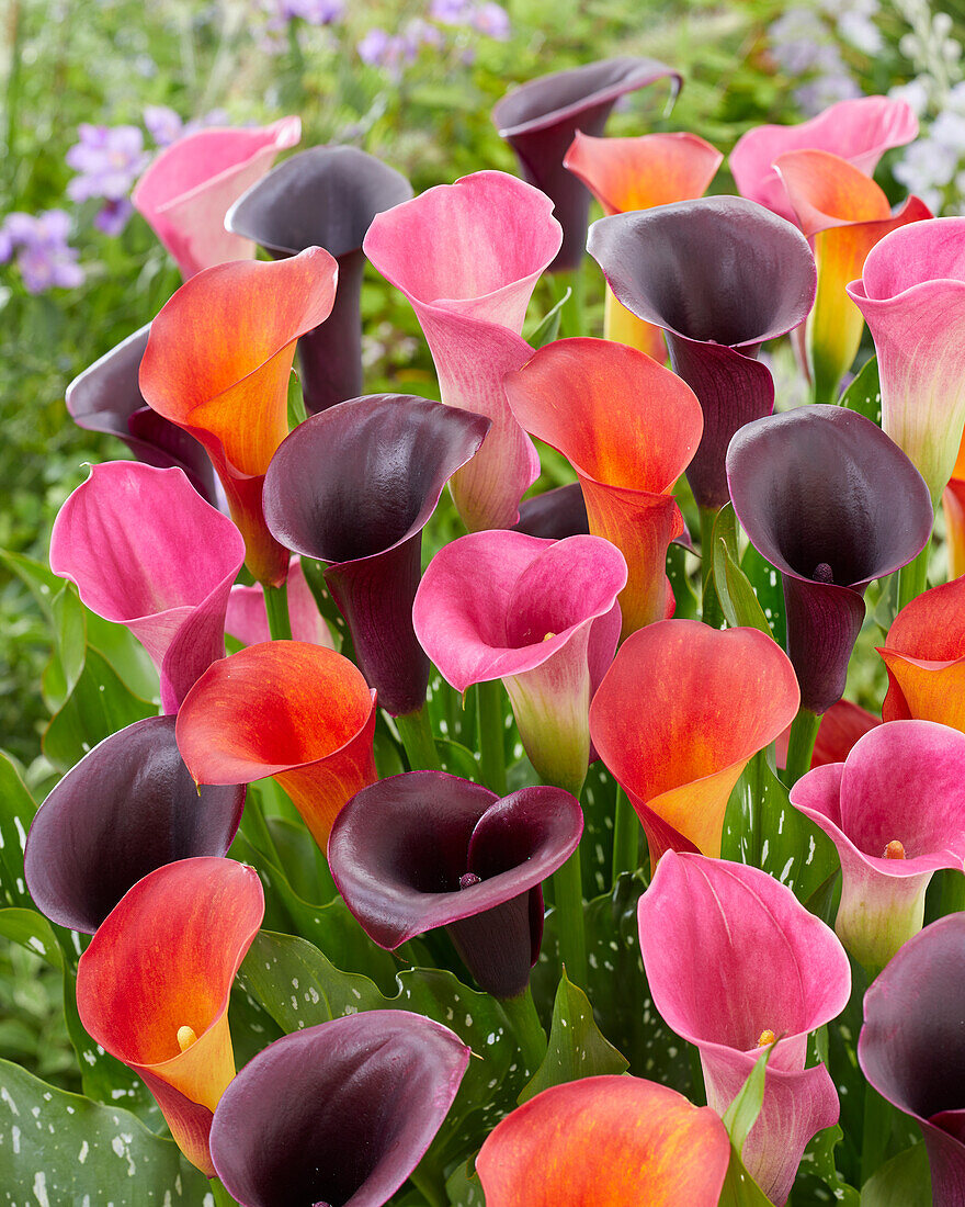 Calla (Zantedeschia) 'Fancy' Mischung