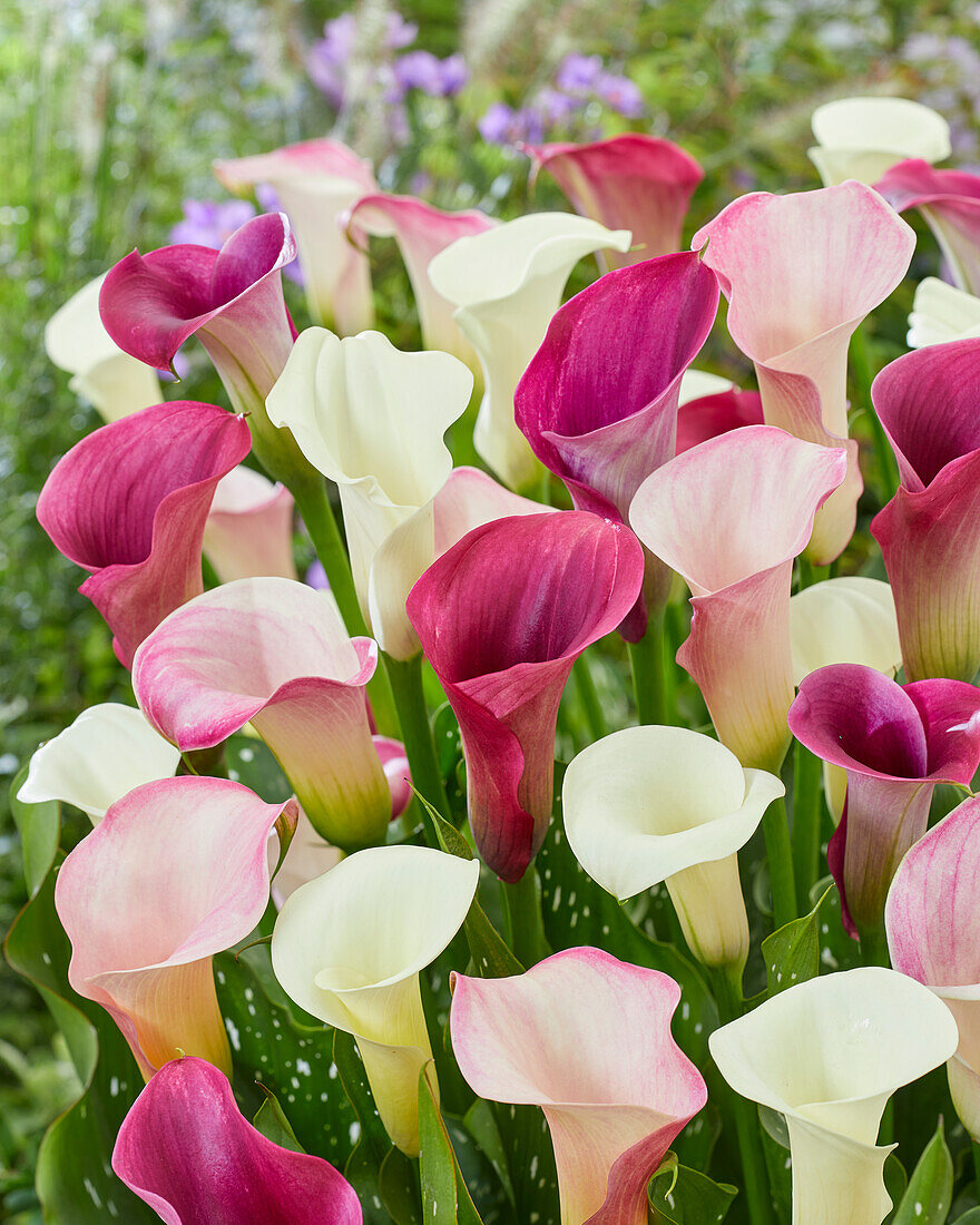 Zantedeschia Adorable mix