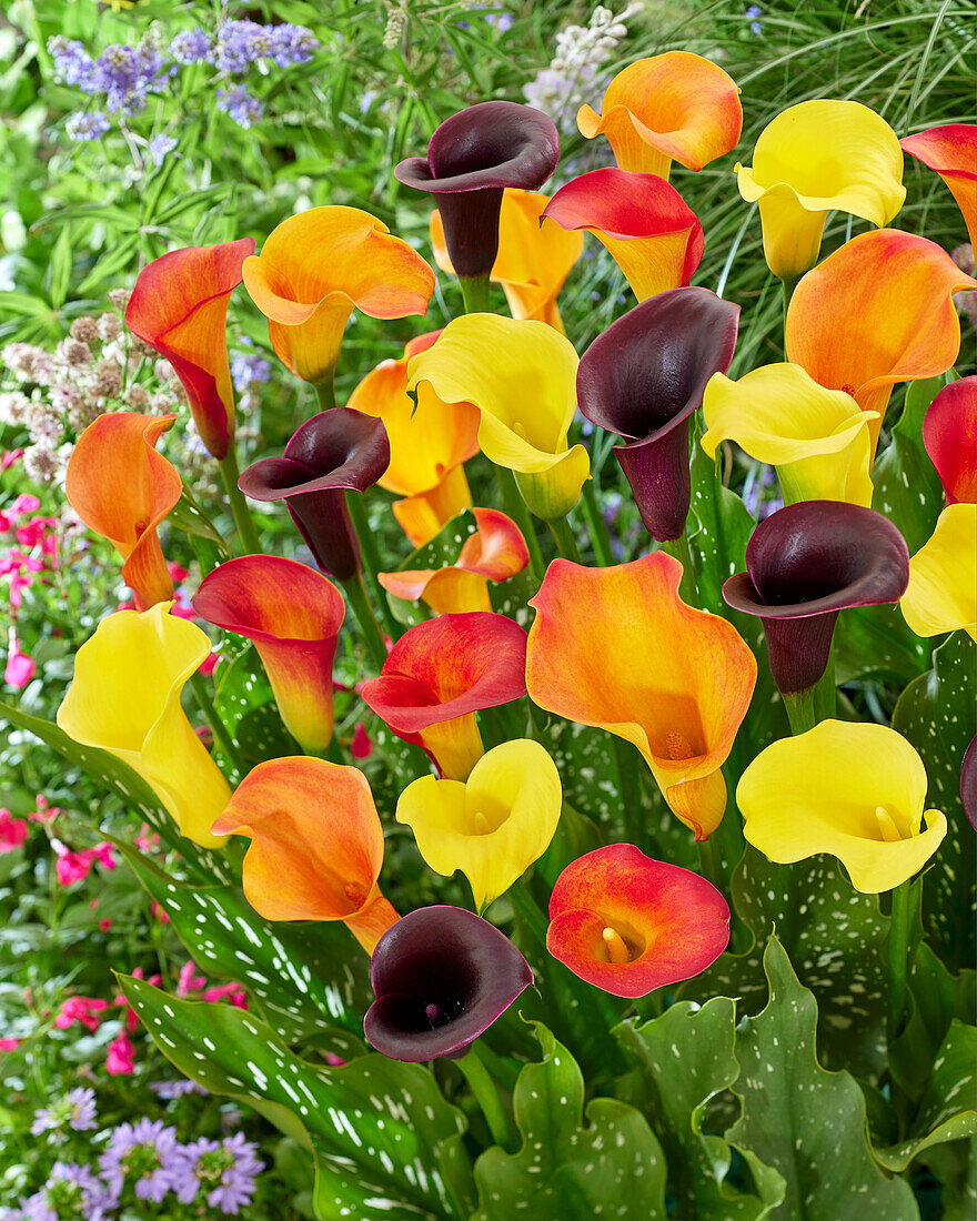 Zantedeschia Jolly mix