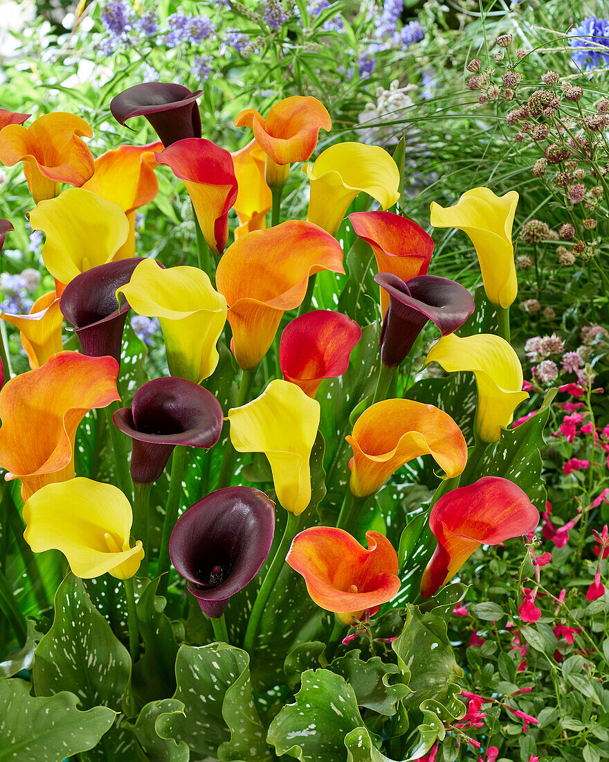 Zantedeschia Jolly mix