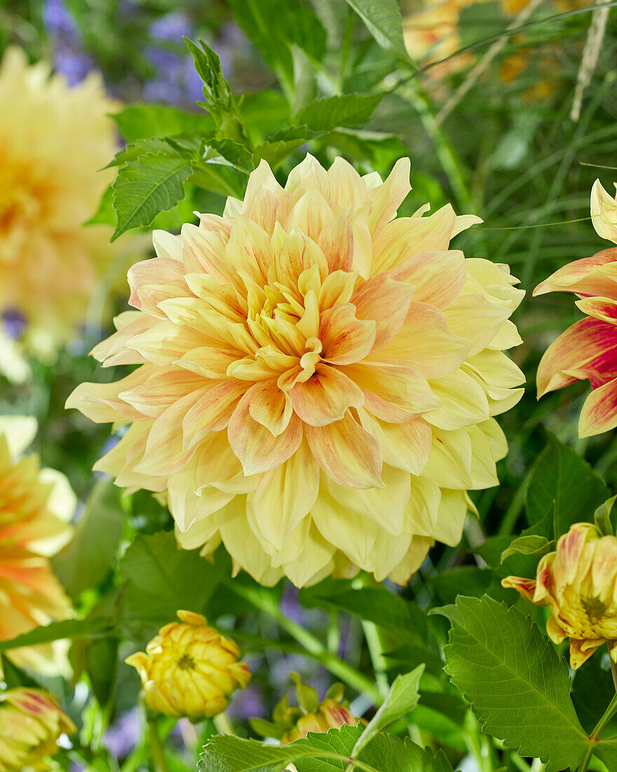 Dahlie (Dahlia) 'Explosion'