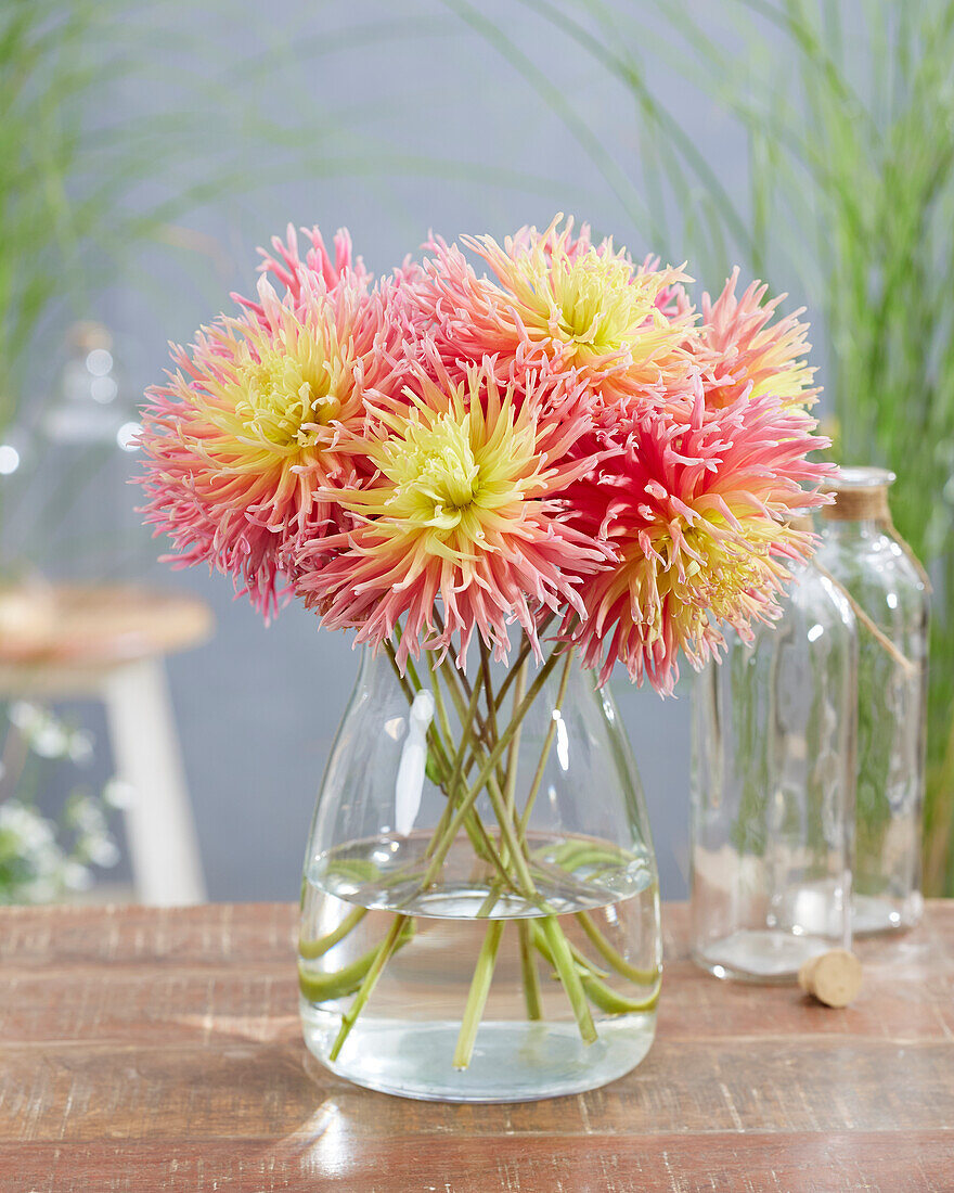 Dahlia Fringed Star