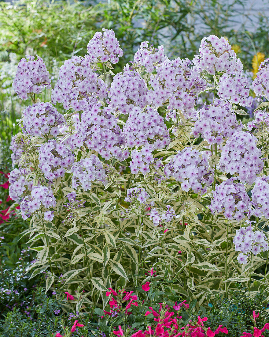 Flammenblume (Phlox) 'Norah Leigh'